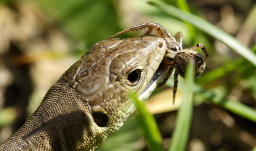 амфибии и рептилии едят пауков