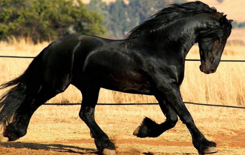 Фризская порода лошадей Фризская порода лошадей