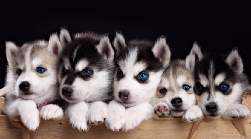 Щенки хаски