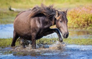 Беременность лошади