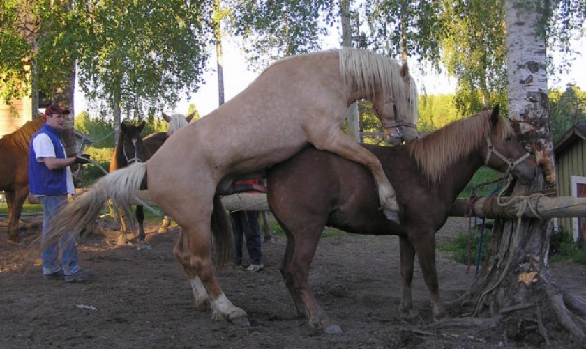 Случка лошади