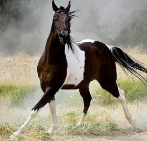 Пегая лошадь