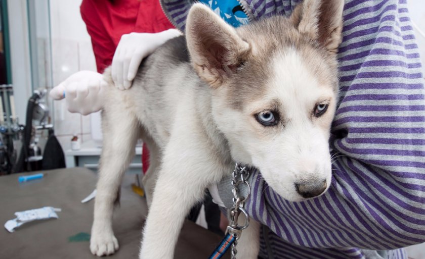 Вакцинация