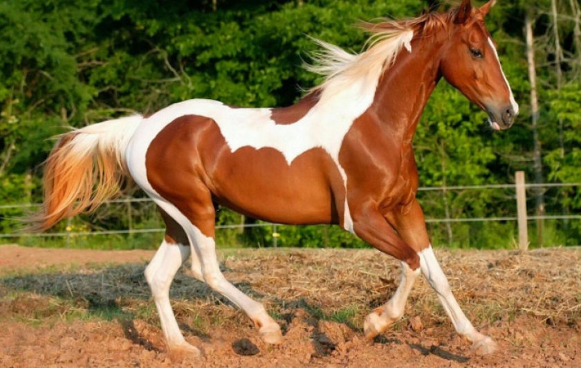 Пегая лошадь
