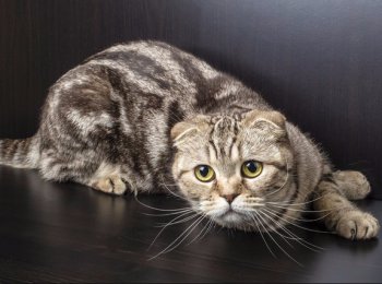 Описание и особенности шотландских вислоухих кошек