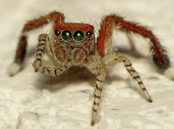 Кто такие пауки-скакуны и где они обитают