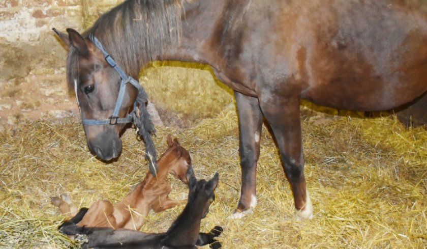 Лошадь с малышами