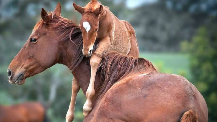 Лошадь с лошадками