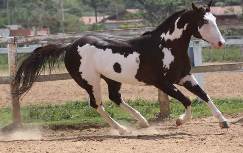 Пегая лошадь