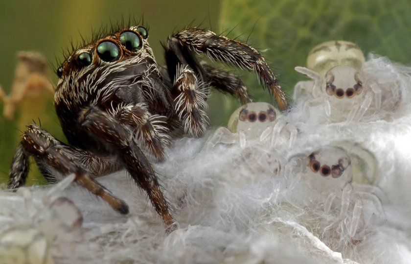 Паук-скакун с детёнышами