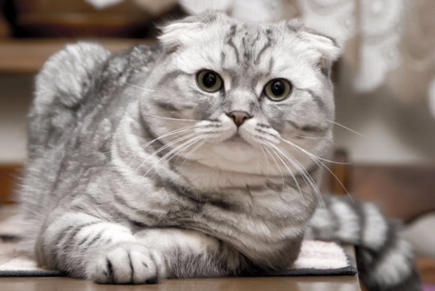 шотландский вислоухий кот шотландский вислоухий кот