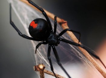 Самые ядовитые пауки в России