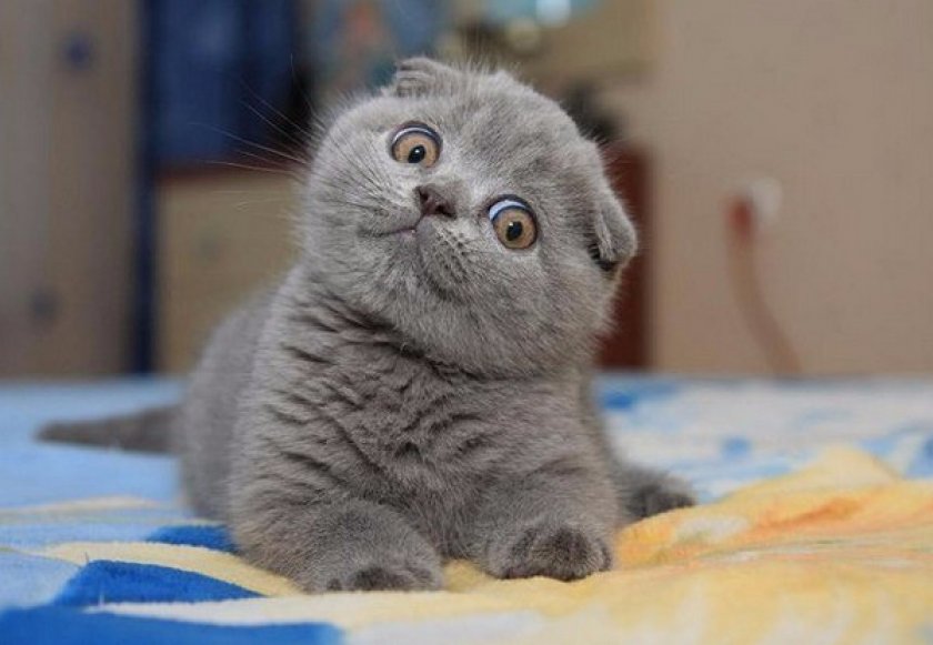 шотландский вислоухий кот