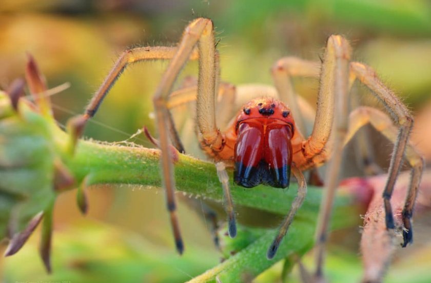 Мешочник (сумочный паук)