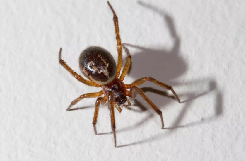 Ложная чёрная вдова