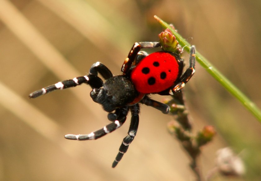 Чёрная толстоголовка