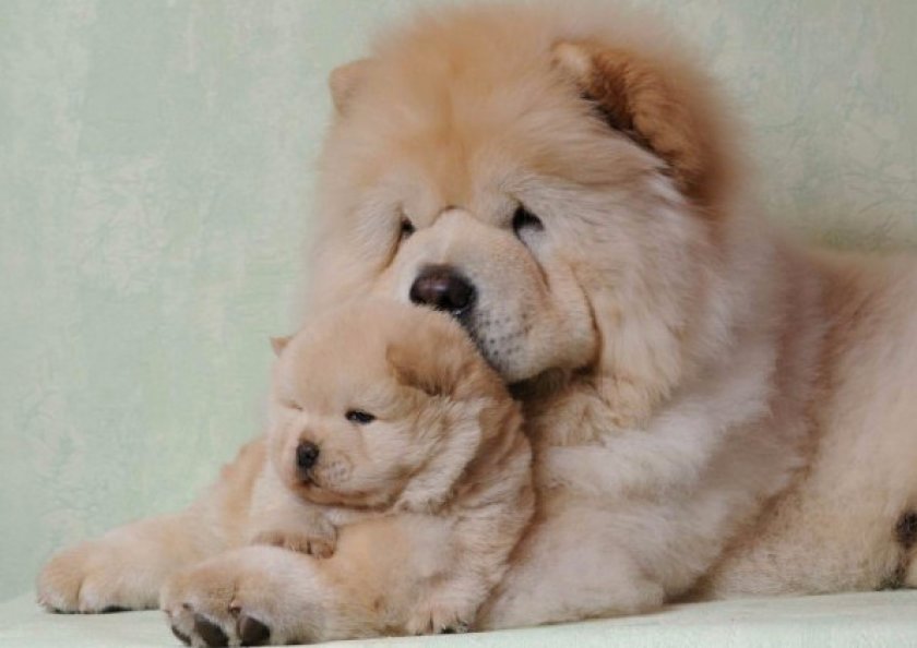 Чау-чау Чау-чау