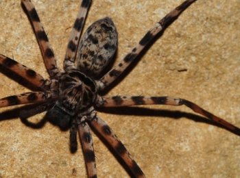 Характеристики австралийского, каёмчатого и полосатого паука-охотника