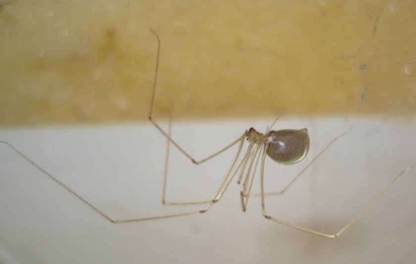 Паук косиножка Паук косиножка