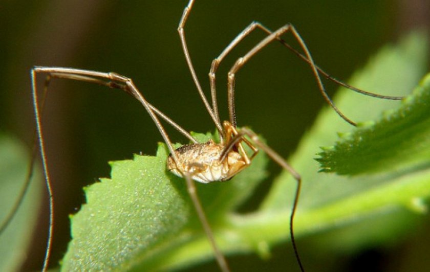 Паук косиножка