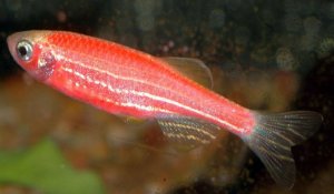 Данио розовый