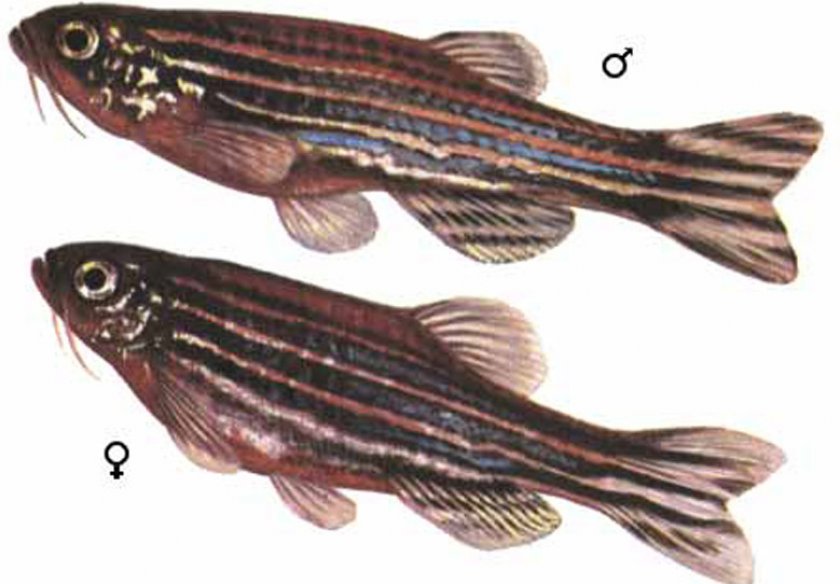 Самка и самец