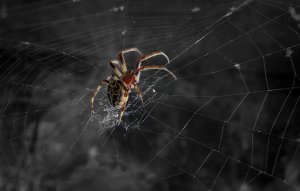 Паук плетет паутину