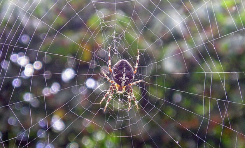 Паук на паутине
