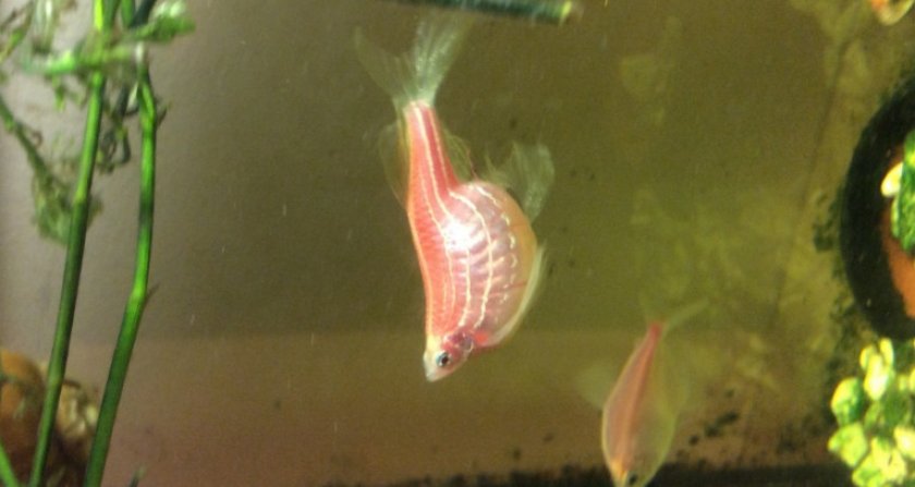 Данио розовый