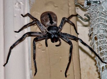 Самые опасные пауки Австралии