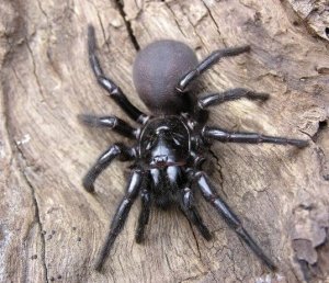 Австралийские пауки