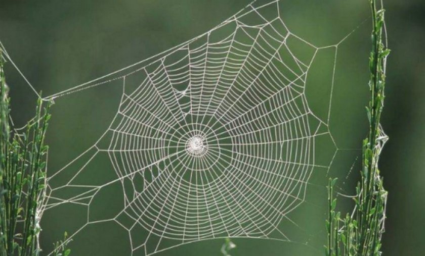 Круглая паутина