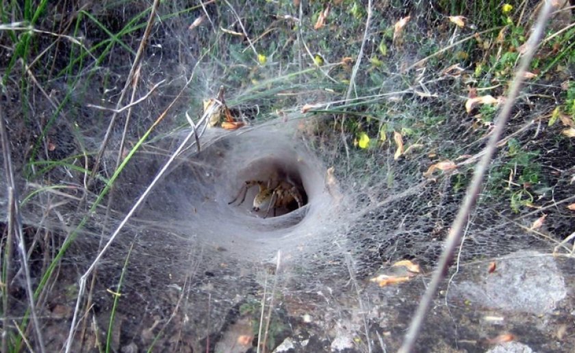 Конусообразная паутина