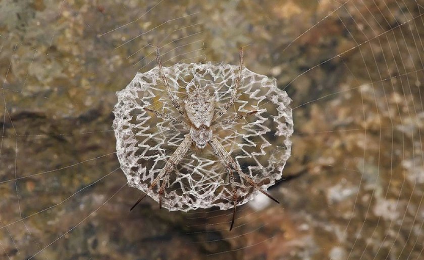 Зигзагообразная