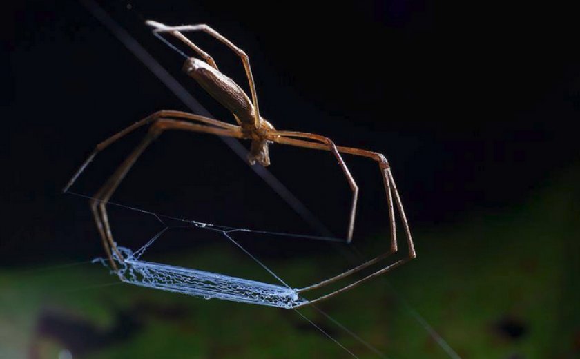 Паутина между ног