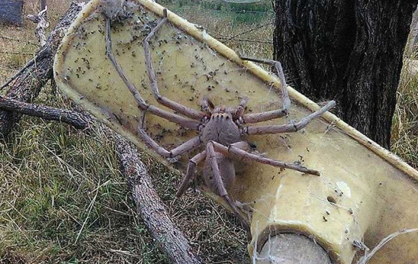 Австралийские пауки