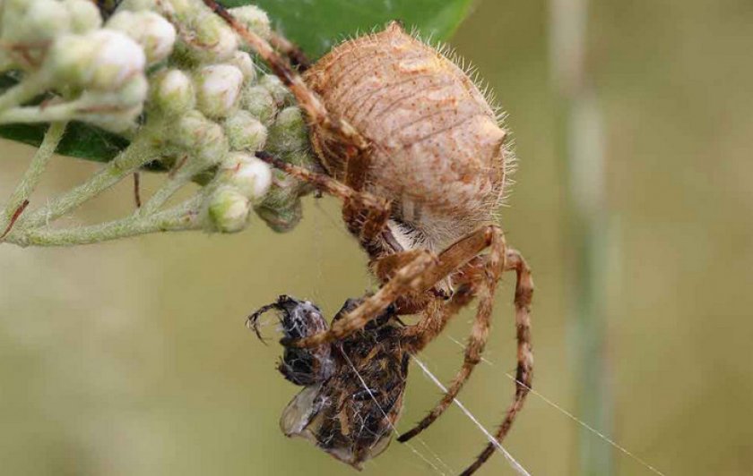 Австралийские пауки