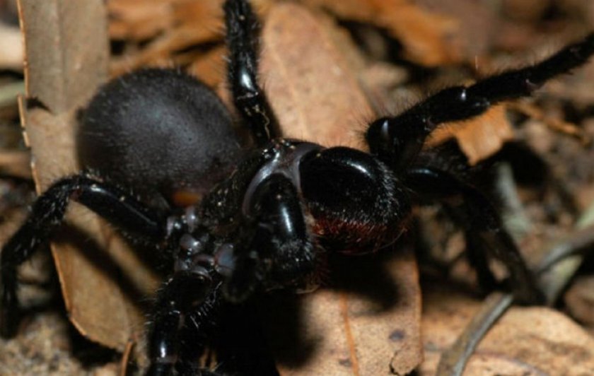 Сиднейский воронковый паук