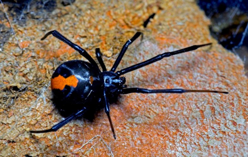 Красноспинный паук