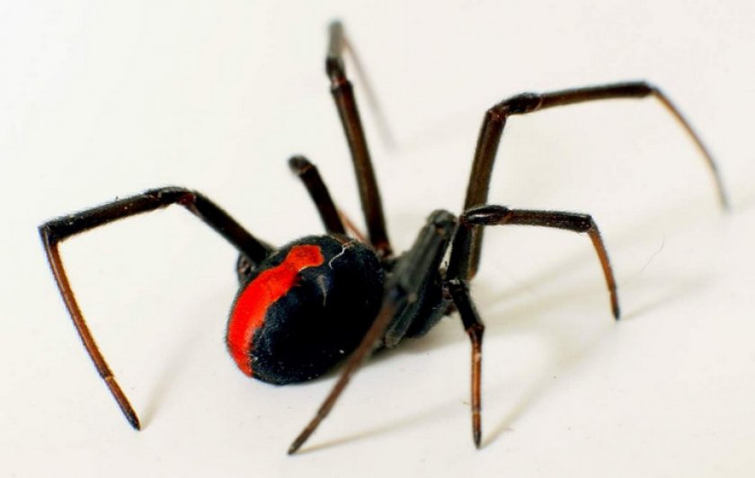 Австралийская вдова