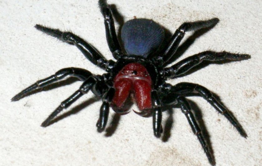 Мышиный паук