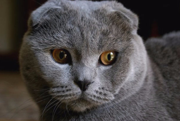 шотландский вислоухий кот шотландский вислоухий кот
