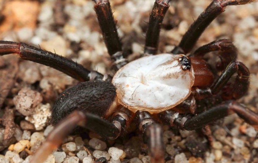 Паук-каменщик