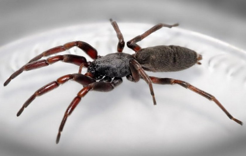 Белохвостый паук