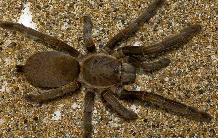 Австралийский тарантул