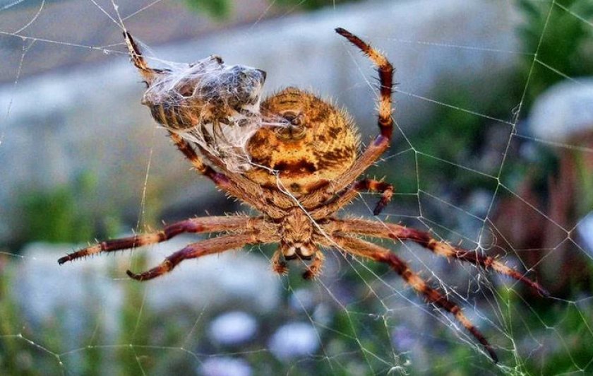 Обычный садовый паук-кругопряд