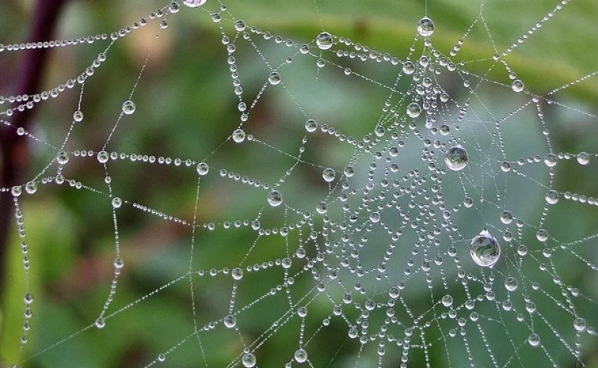 Паутина паука