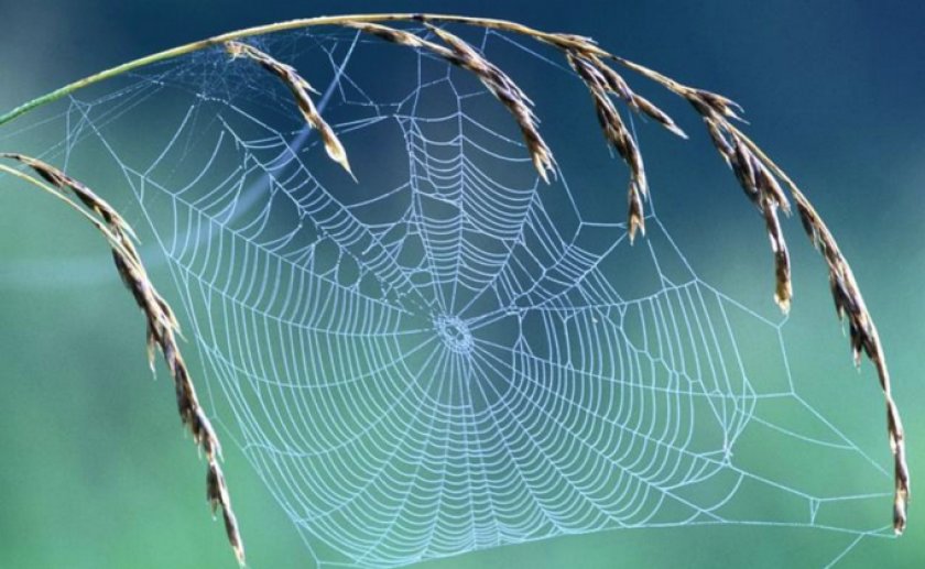 Паутина паука
