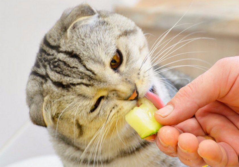 шотландский вислоухий кот