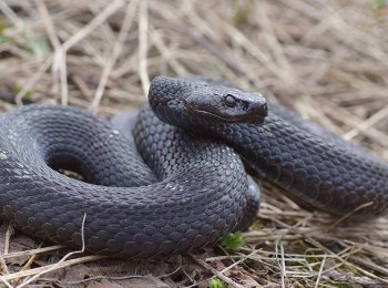 Гадюка никольского: как выглядит, где встречается, ядовитая или нет